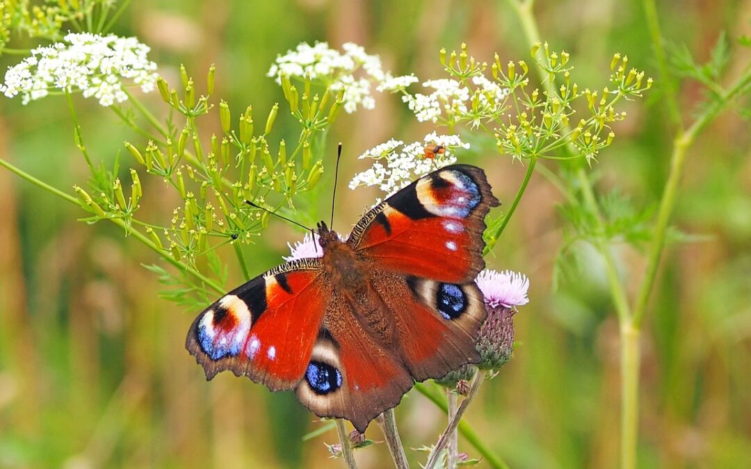 INCREMENTARE E DIFENDERE LA BIODIVERSITÀ: IL NUOVO OBIETTIVO DELL’AGRICOLTURA DI MONTAGNA